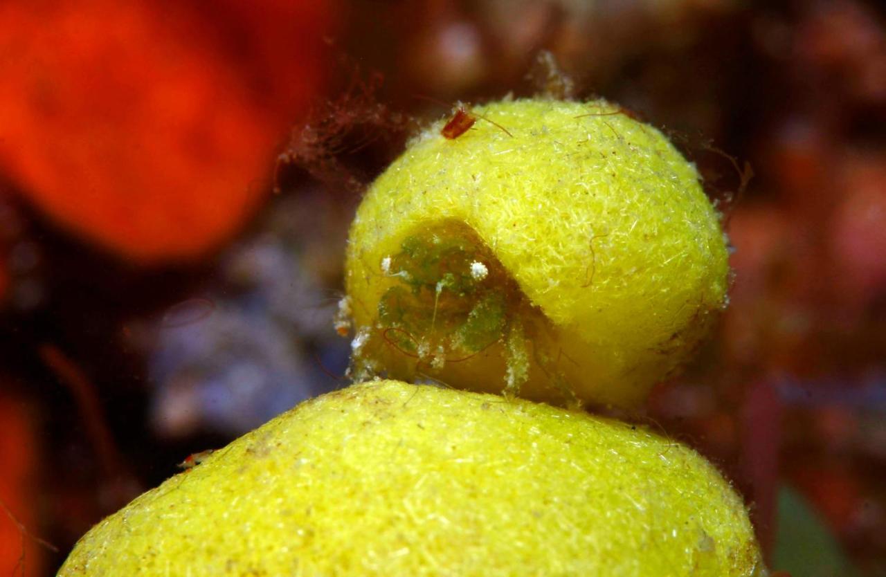 The Three P Beach Resort & Dive Center Agnay المظهر الخارجي الصورة