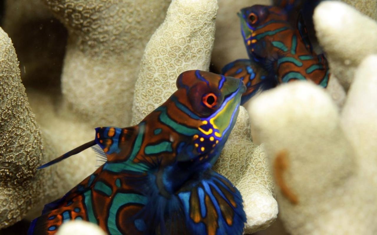 The Three P Beach Resort & Dive Center Agnay المظهر الخارجي الصورة