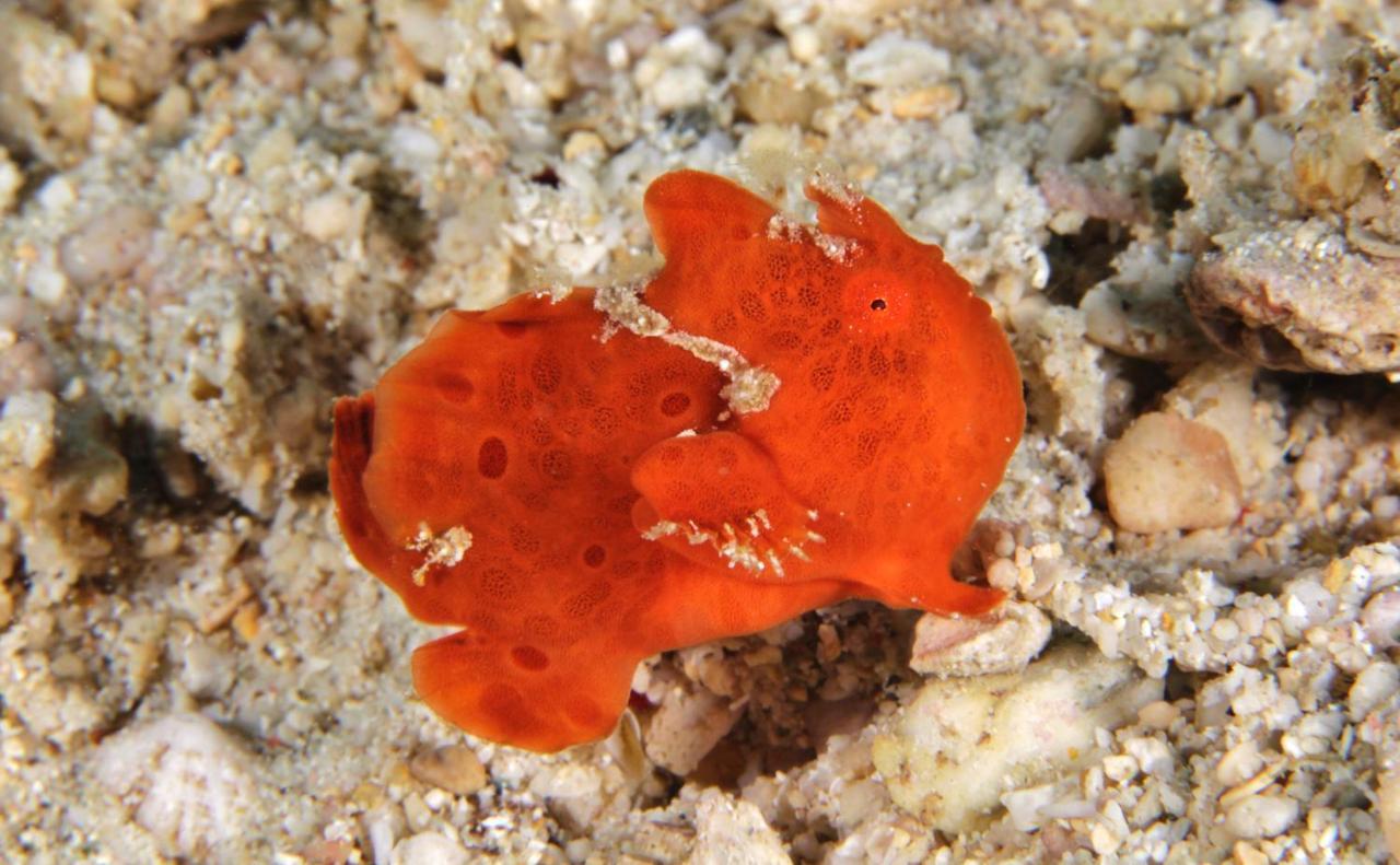 The Three P Beach Resort & Dive Center Agnay المظهر الخارجي الصورة