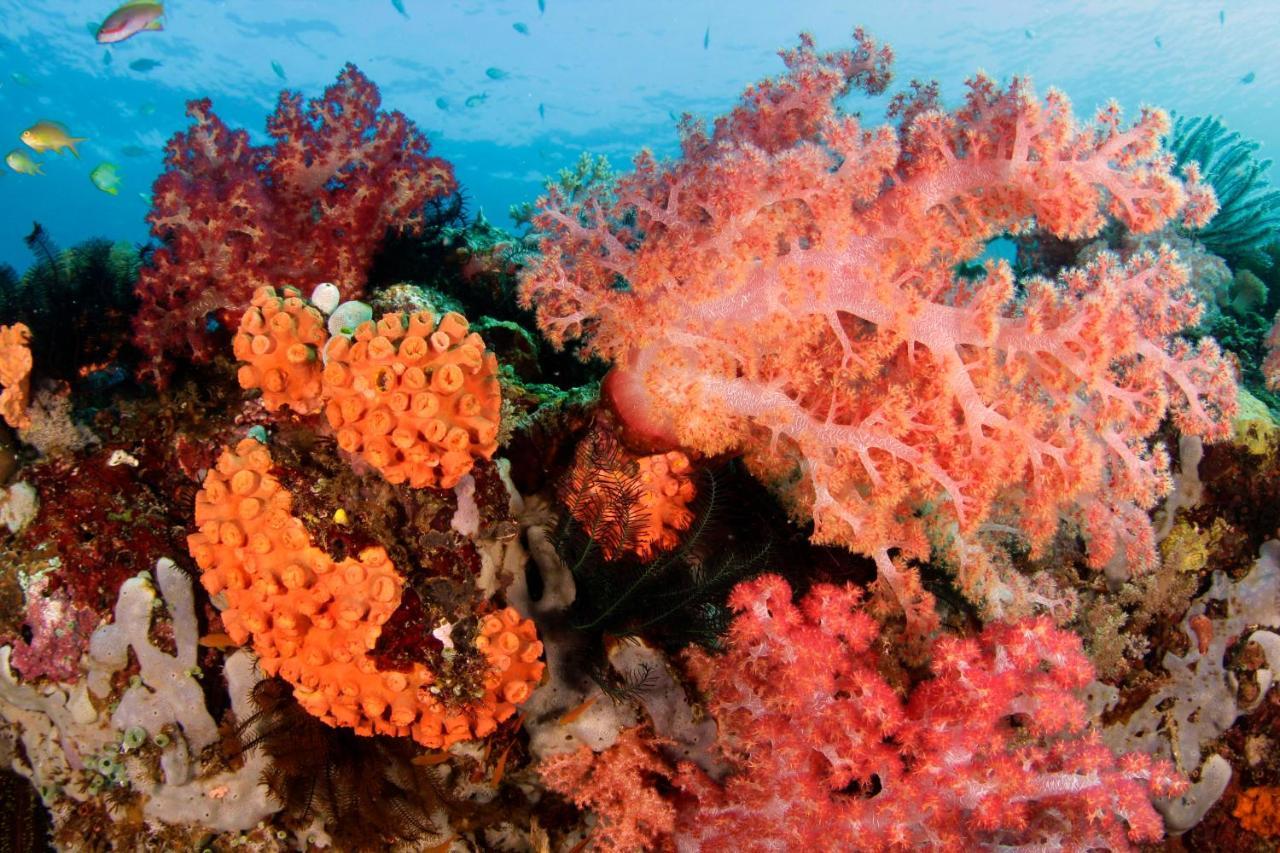 The Three P Beach Resort & Dive Center Agnay المظهر الخارجي الصورة