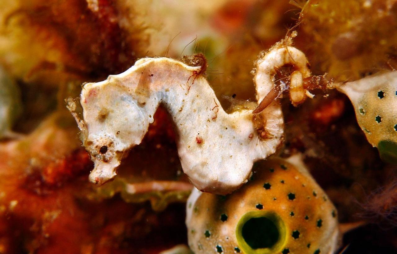 The Three P Beach Resort & Dive Center Agnay المظهر الخارجي الصورة