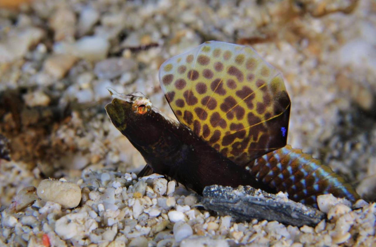 The Three P Beach Resort & Dive Center Agnay المظهر الخارجي الصورة